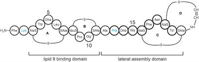 Evaluation of analogs of mutacin 1140 in systemic and cutaneous methicillin-resistant Staphylococcus aureus infection models in mice